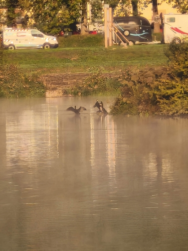 Great Cormorant