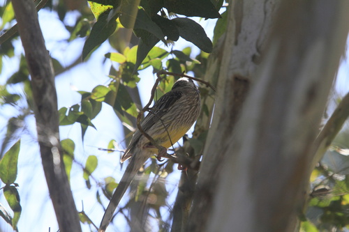 Red Wattlebird