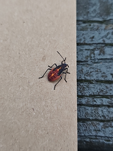 Western Boxelder Bug
