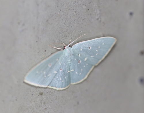 Comostola leucosticta