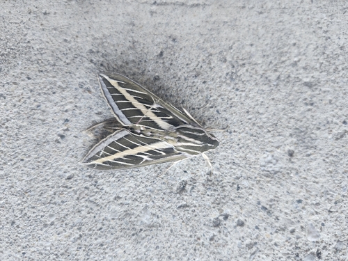 White-lined Sphinx