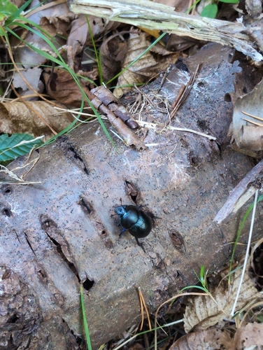 Woodland Dor Beetle
