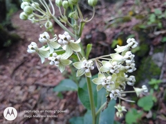 Asclepias similis