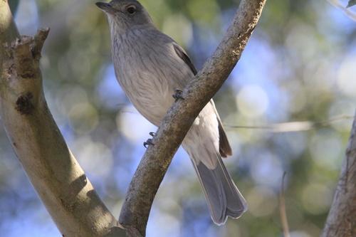 Gray Shrikethrush
