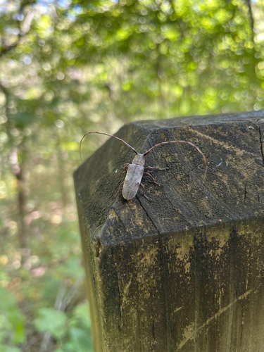 Eastern Twig Girdler