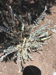 Astragalus giganteus