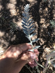 Astragalus giganteus