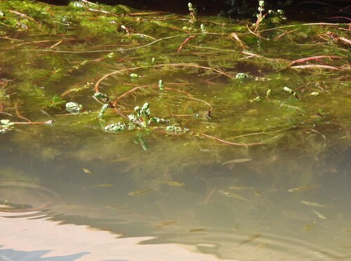 Myriophyllum quitense, 2026-10-04