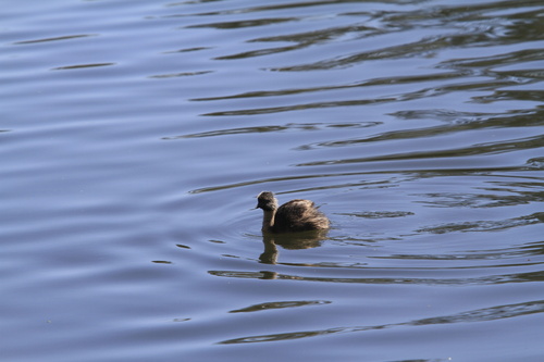 Hoary-headed Grebe