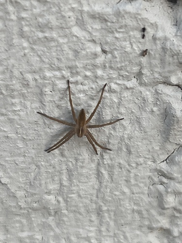 European Nursery Web spider