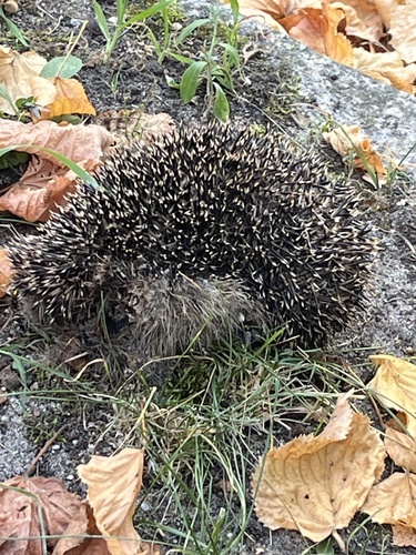 Common Hedgehog