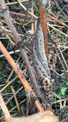 Leopard Slug