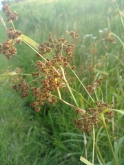 Scirpus atrovirens