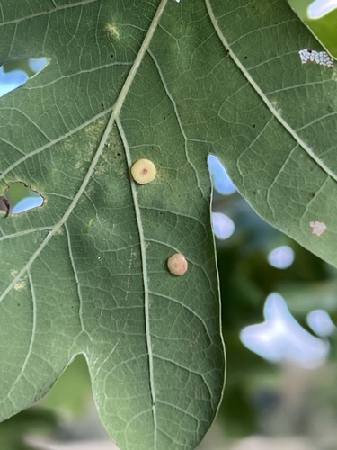 Smooth Spangle Gall Wasp