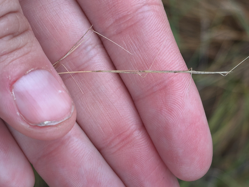 Aristida dichotoma, 2026-10-03