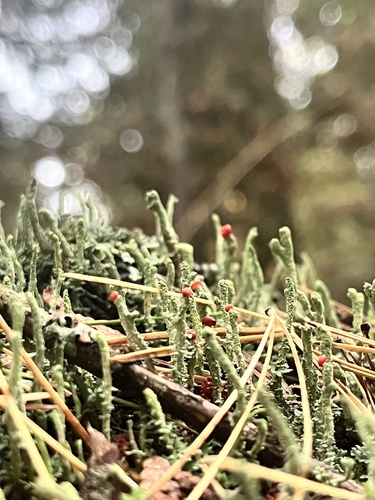 Cladonia macilenta observed 2026-10-03
