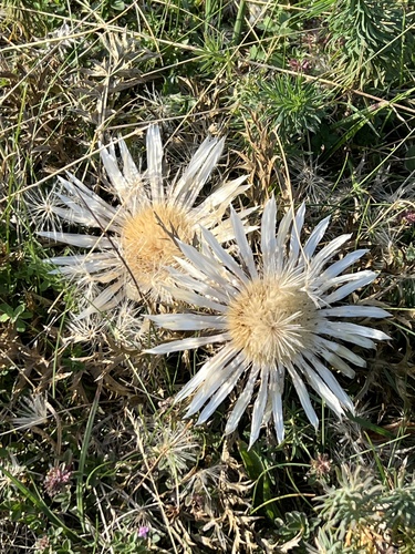 Silver Thistle