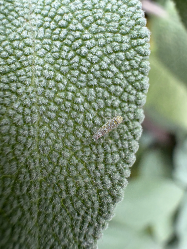 Ligurian Leafhopper