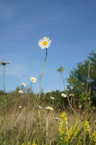 Petit Marguerite 4