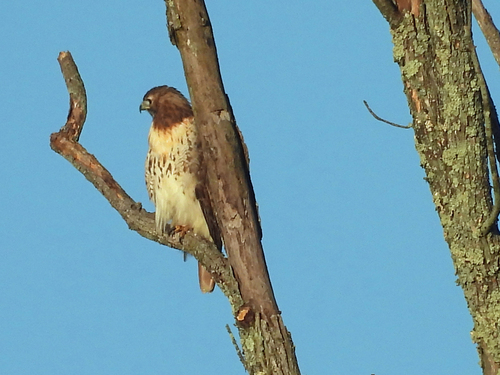 Red-tailed Hawk