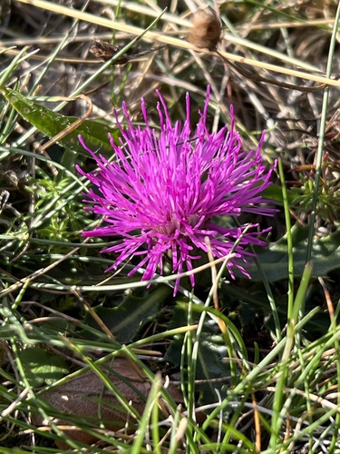 Stemless Thistle