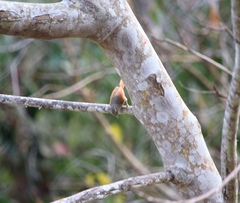 Cranioleuca subcristata