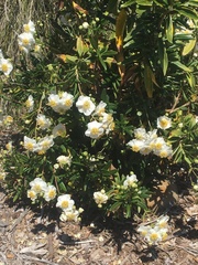 Carpenteria