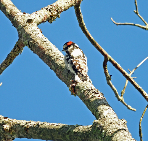 Downy Woodpecker