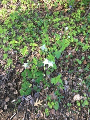 Aquilegia coerulea
