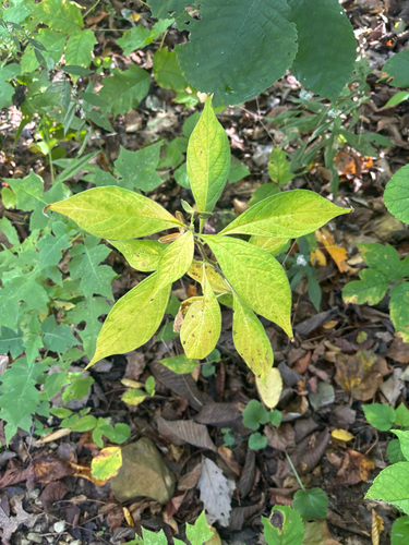 Cubelium concolor observed 2026-10-05