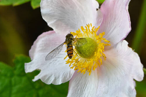 Marmalade Hover Fly