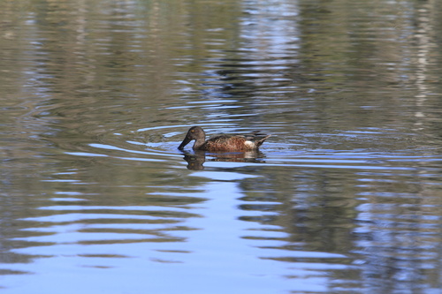 Australasian Shoveler