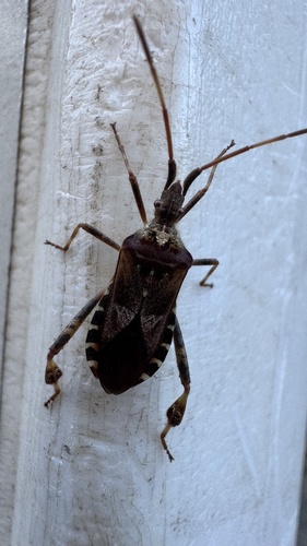 Western Conifer Seed Bug
