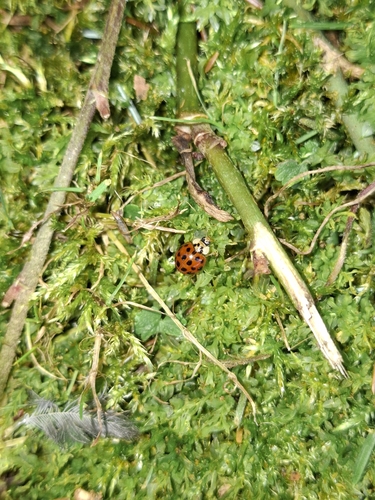 Asian Lady Beetle