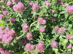 Trifolium pratense