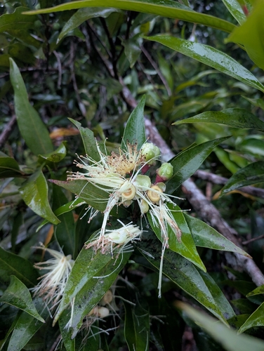 Syzygium jambos observed 2026-10-05