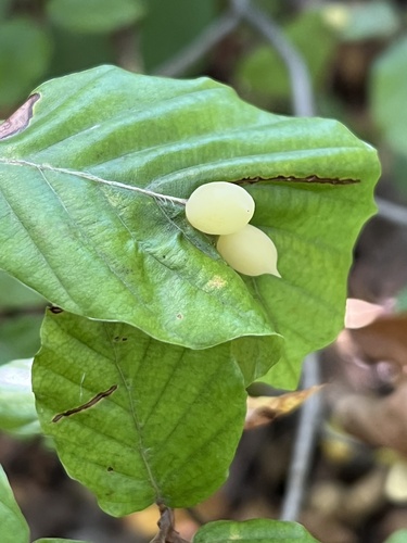 Beech Gall Midge