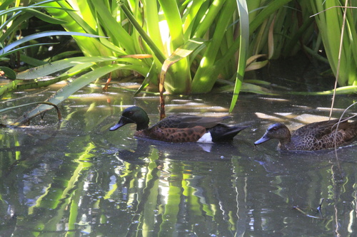 Chestnut Teal