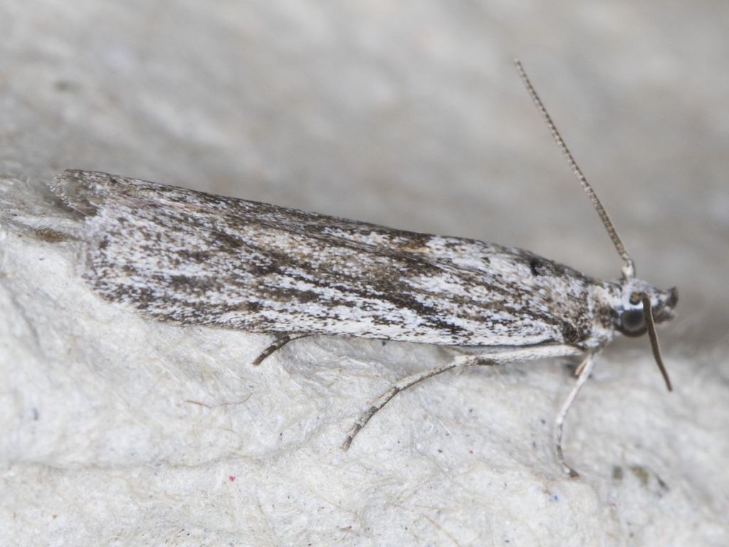 Homoeosoma striatellum