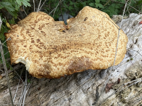 Dryad's Saddle