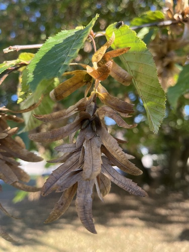 European Hornbeam