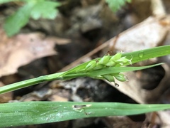 Carex laxiflora