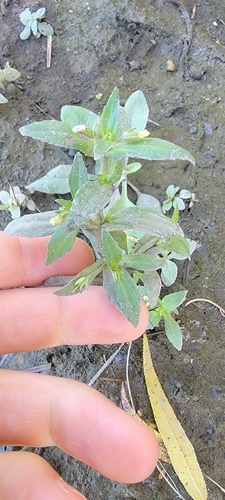 Clammy hedge hyssop (Gratiola neglecta)