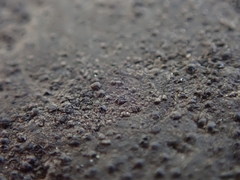 Hydropunctaria maura