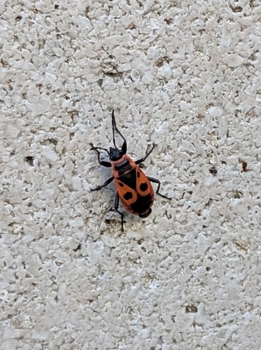 European Firebug