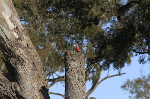 Adelaide Rosella