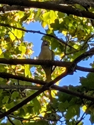 Rose-ringed Parakeet