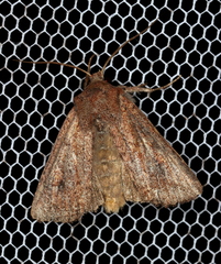 Dasygaster padockina