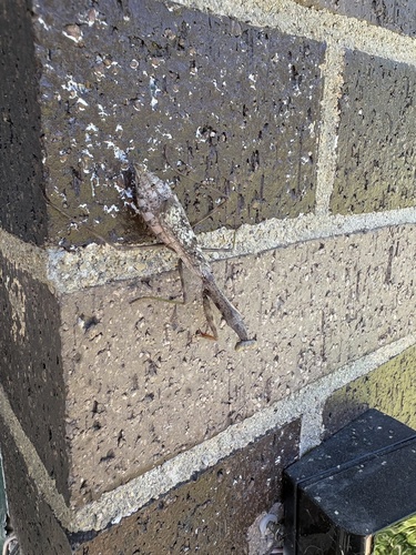 Carolina Mantis