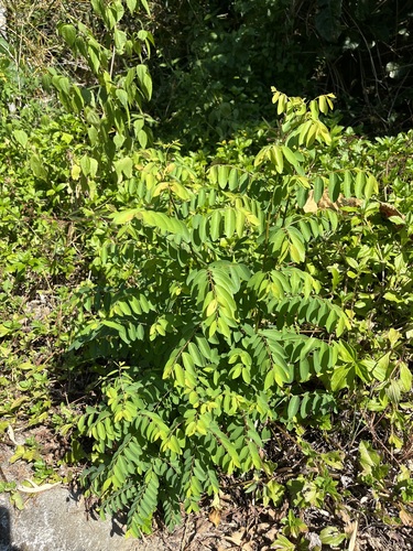 Breynia officinalis observed 2026-10-04